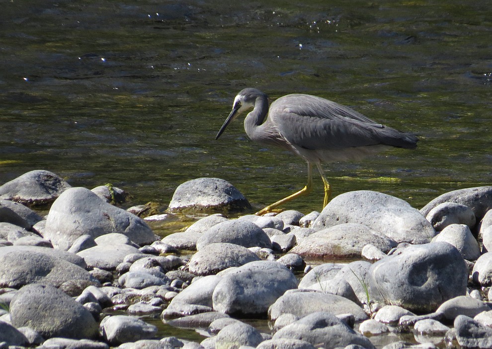 Reiher am Tongariro River